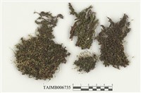 藏品(日本簑苔)的圖片